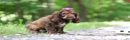 Cocker Spaniel dogs for sale: Thea - Ad 6