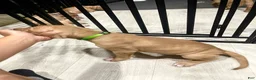 American Pit Bull Terrier dogs for sale: Dollar (UKC and ADBA) - Ad 3