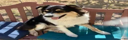 Australian Shepherd dogs for sale: Australian Shepherd 1 - Ad 1