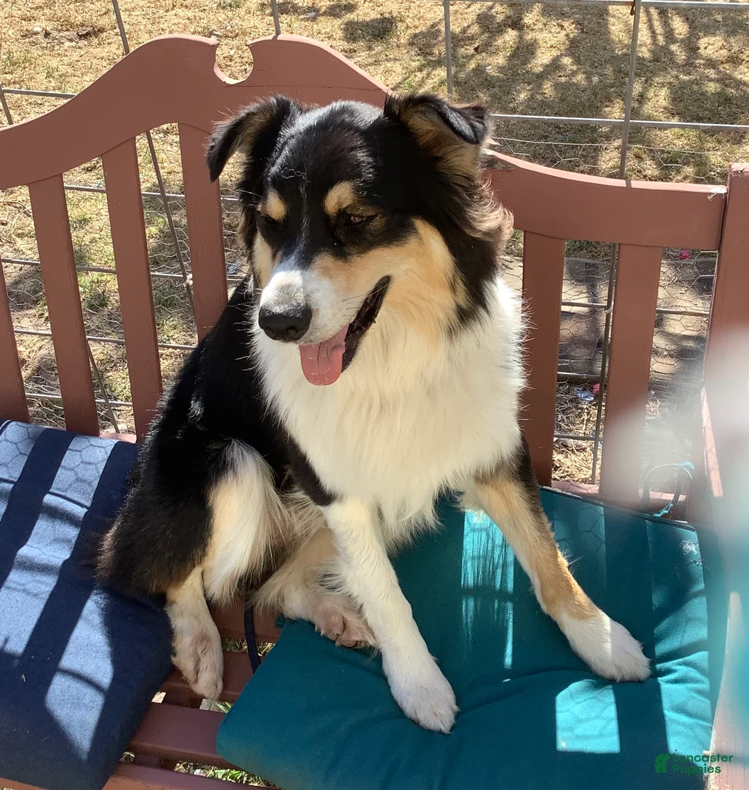 Australian Shepherd dogs for sale: Australian Shepherd 1 - Ad 1