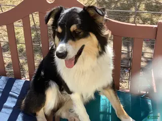 Australian Shepherd dogs Australian Shepherd 1 - Ad 9