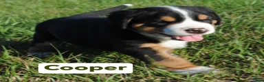 Greater Swiss Mountain Dog Puppy Cooper