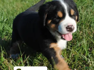 Greater Swiss Mountain Dog dogs for sale: Greater Swiss Mountain Dog Puppy Cooper - Ad 2