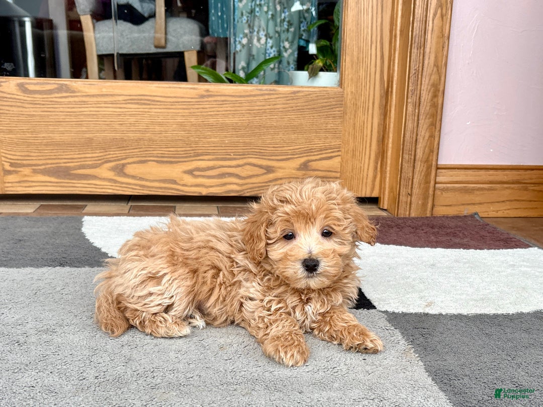 Maltipoo dogs for sale: Tigger  - Ad 5