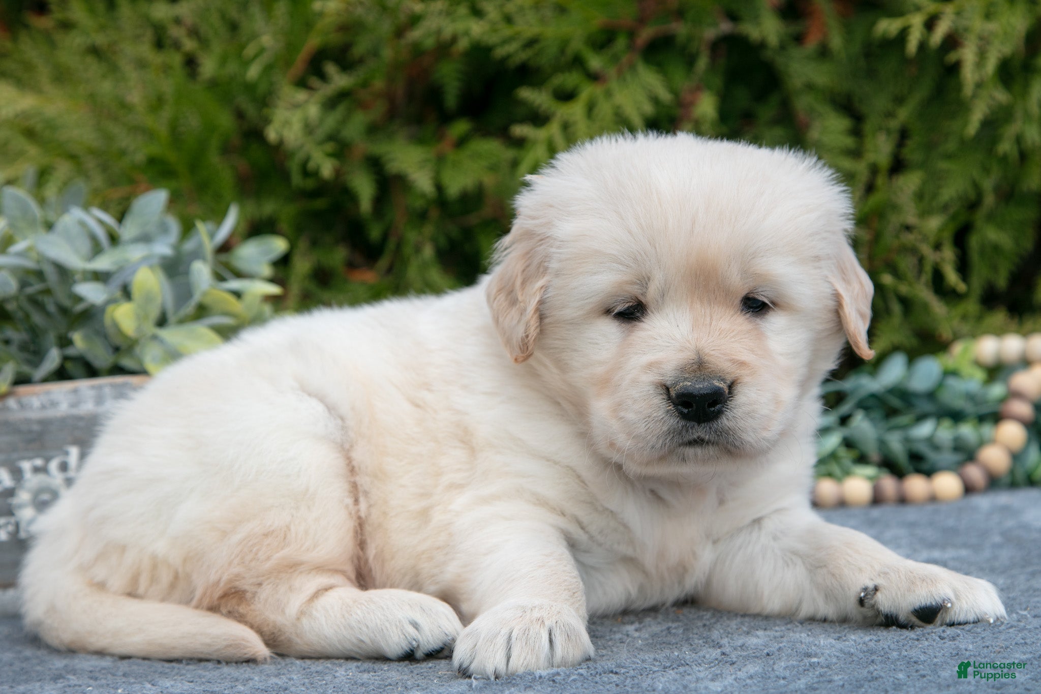 Golden Retriever dogs Max - Ad 32