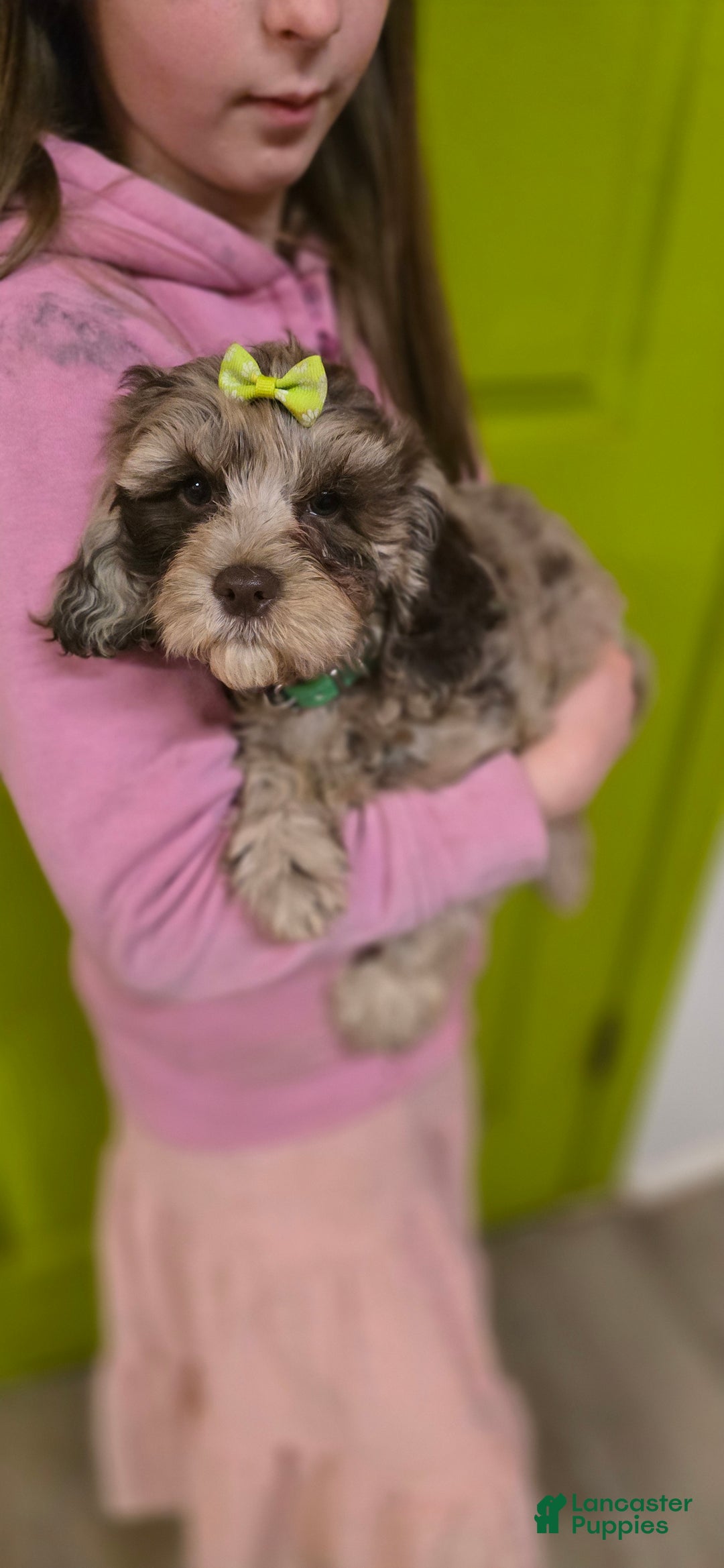 Mixed Breed dogs for sale: Prudence - Ad 4