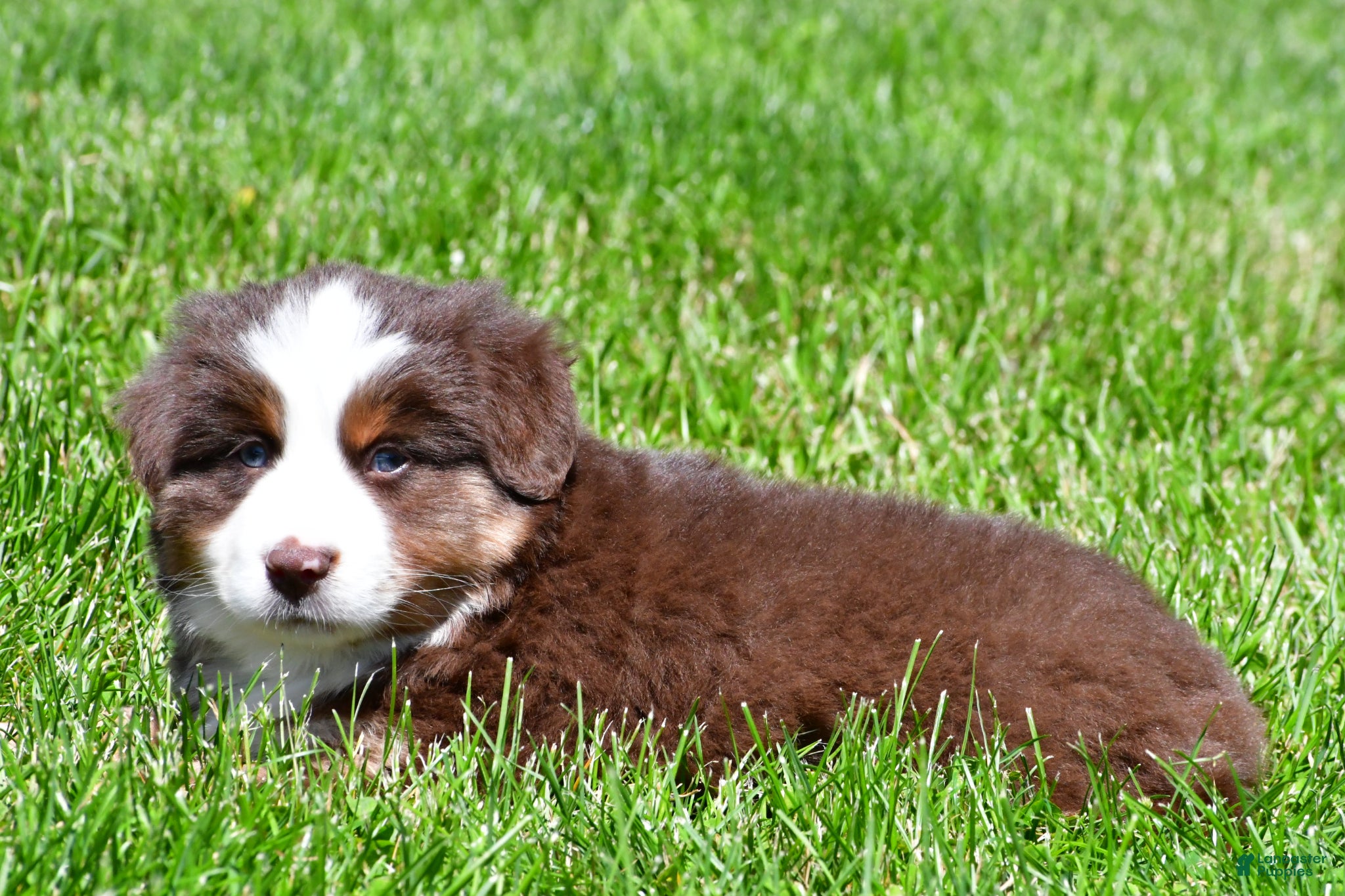 Miniature Australian Shepherd dogs for sale: Champ - Ad 4
