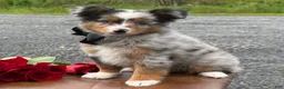 Toy Australian Shepherd dogs for sale: Tucker  - Ad 1