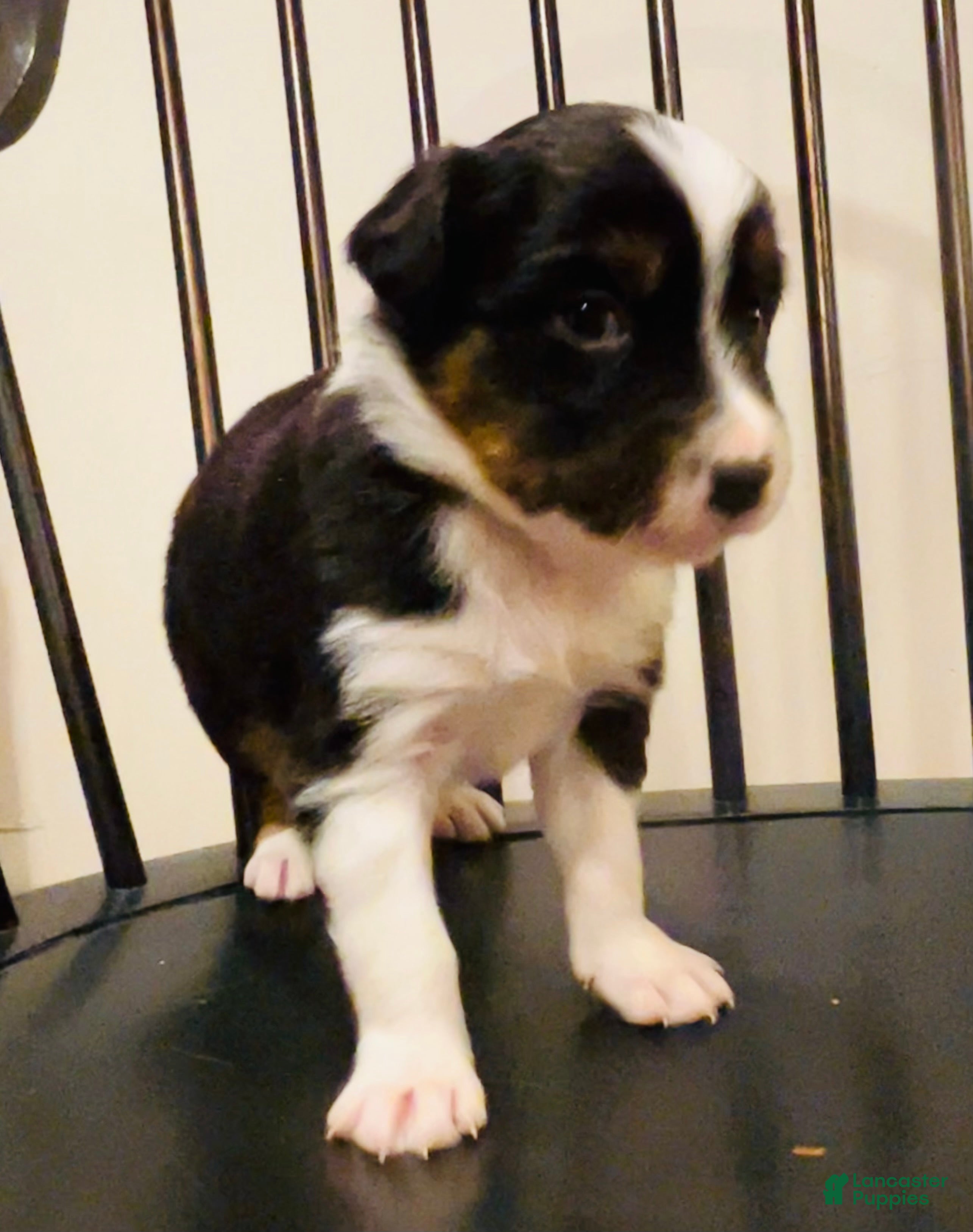 Australian Shepherd dogs Hank - Ad 2