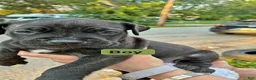 Cane Corso dogs for sale: Cane Corso 3 - Ad 5