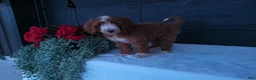 Goldendoodle dogs for sale: Ginger  - Ad 7