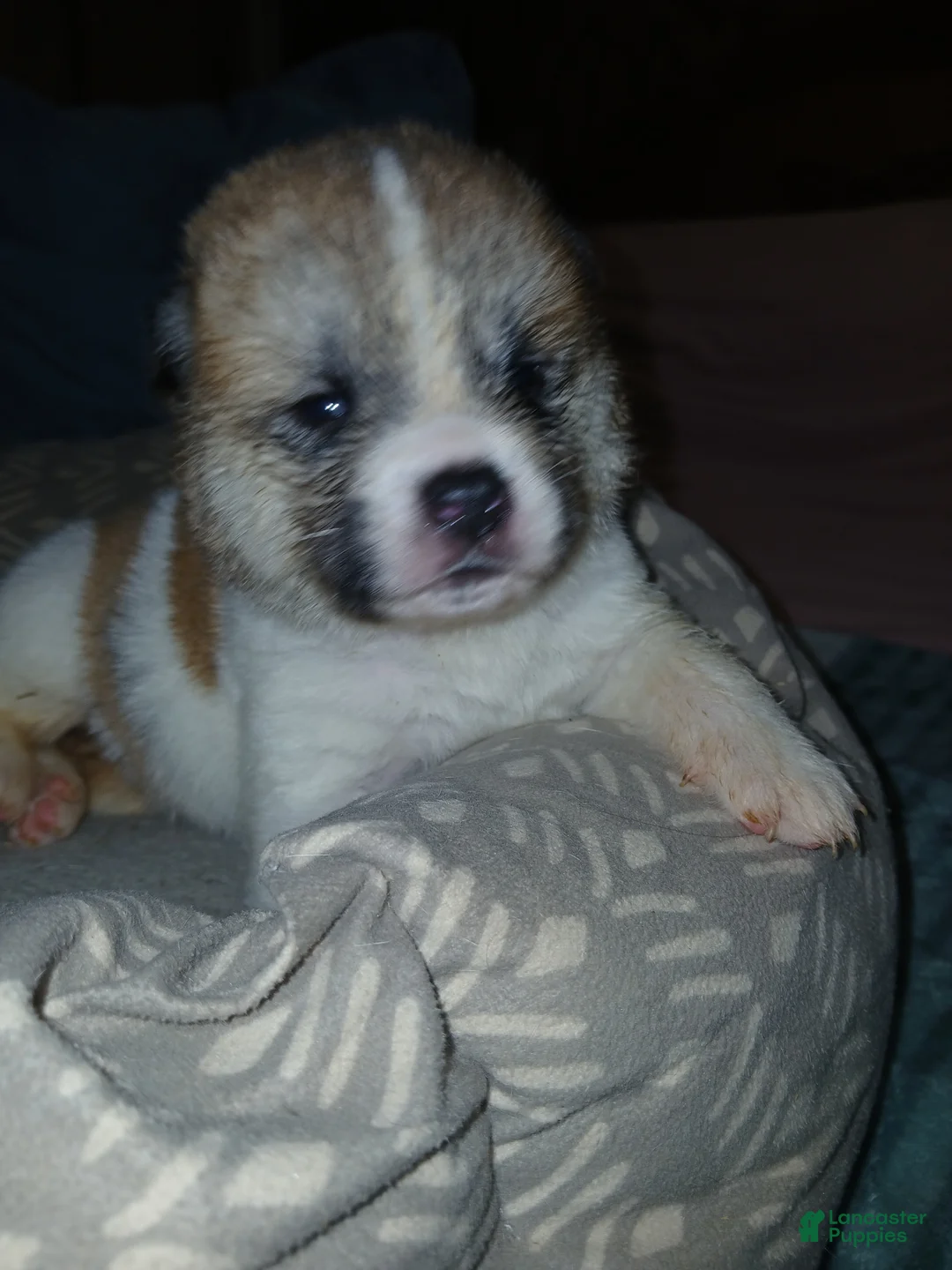 Akita dogs for sale: Willow - Ad 1