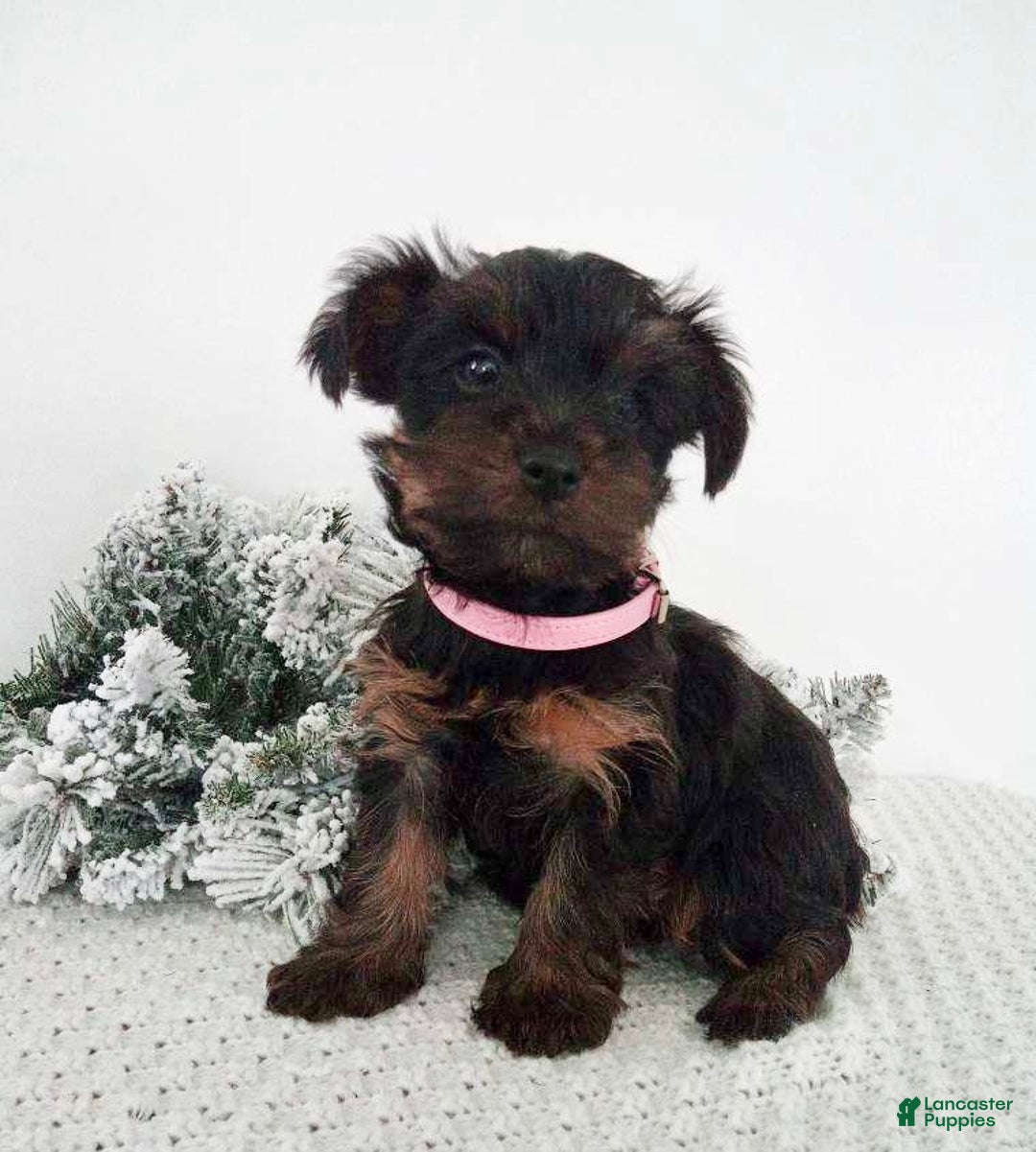 Yorkshire Terrier dogs for sale: Jerry - Ad 12