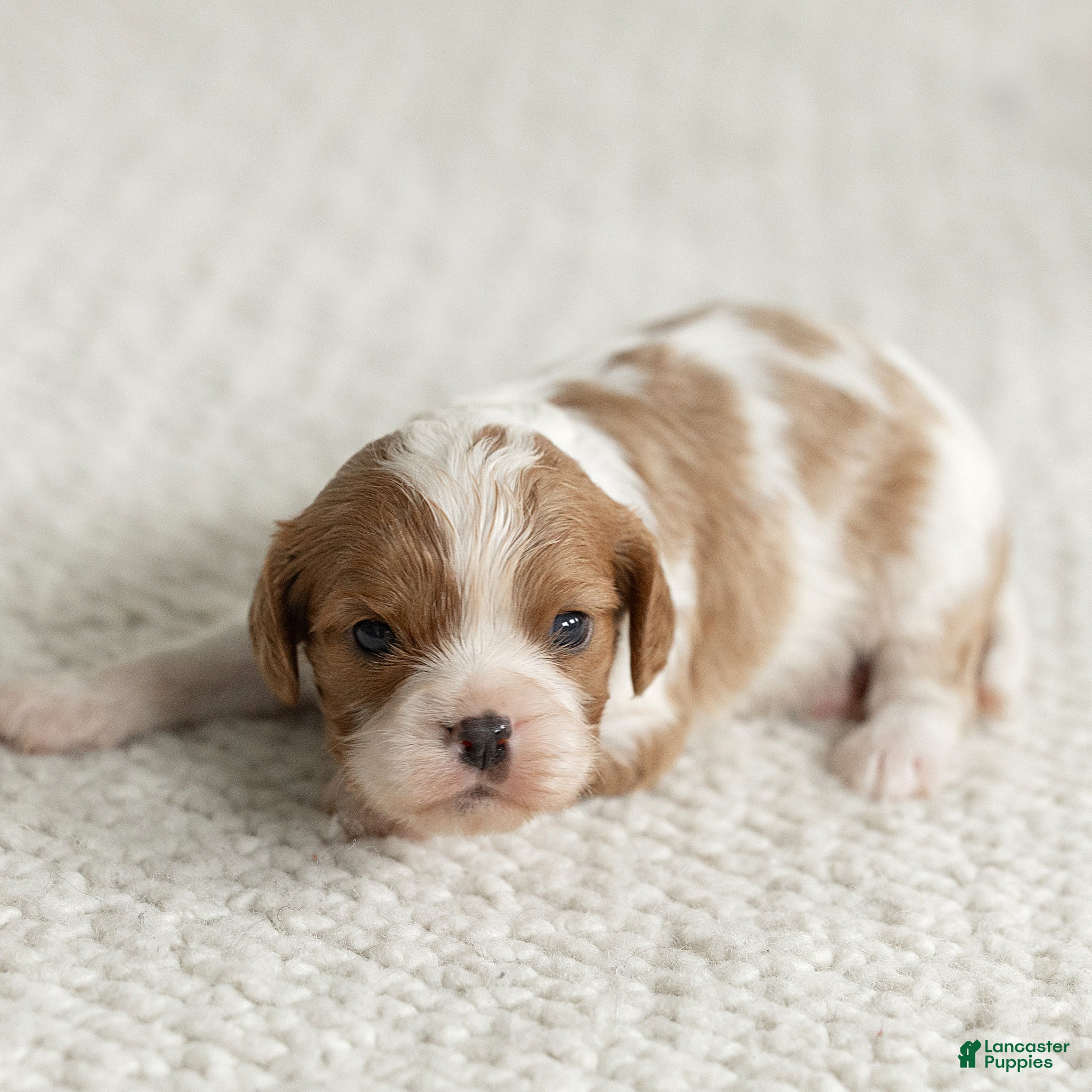 Cavalier King Charles Spaniel dogs for sale: Sunshine Cavalier King Charles Spaniel  - Ad 2