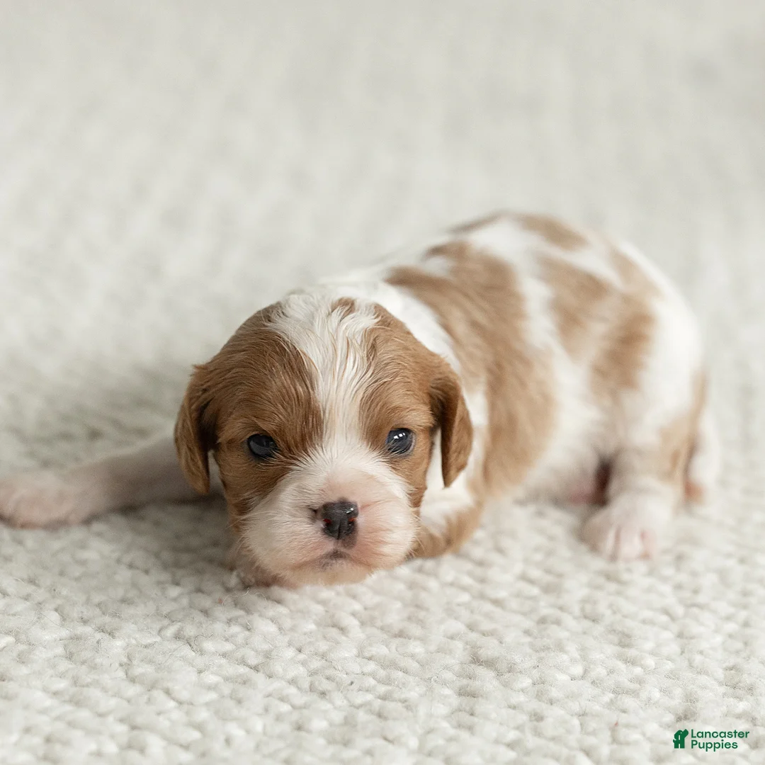 Cavalier King Charles Spaniel dogs for sale: Sunshine Cavalier King Charles Spaniel  - Ad 2