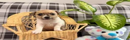 Jack Russell Terrier dogs for sale: Ketura - Ad 4