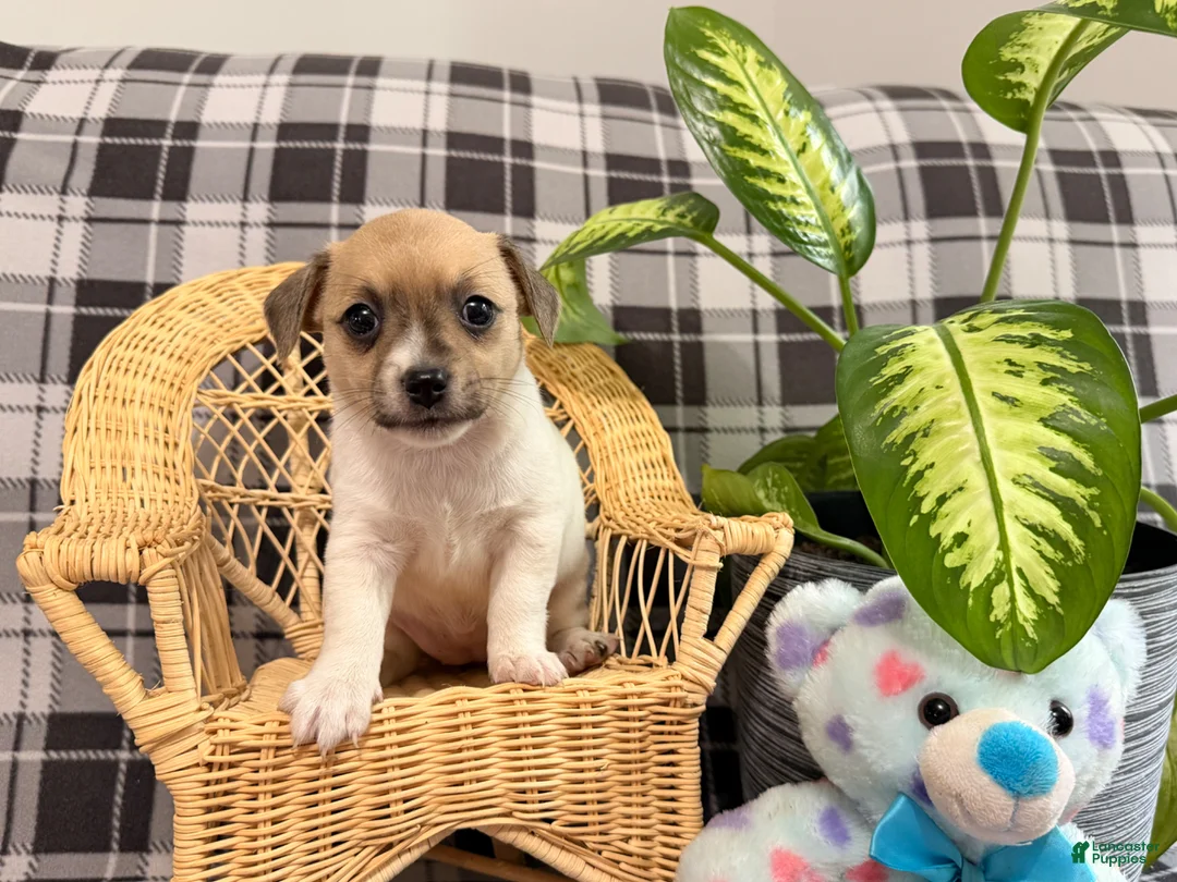 Jack Russell Terrier dogs for sale: Ketura - Ad 4
