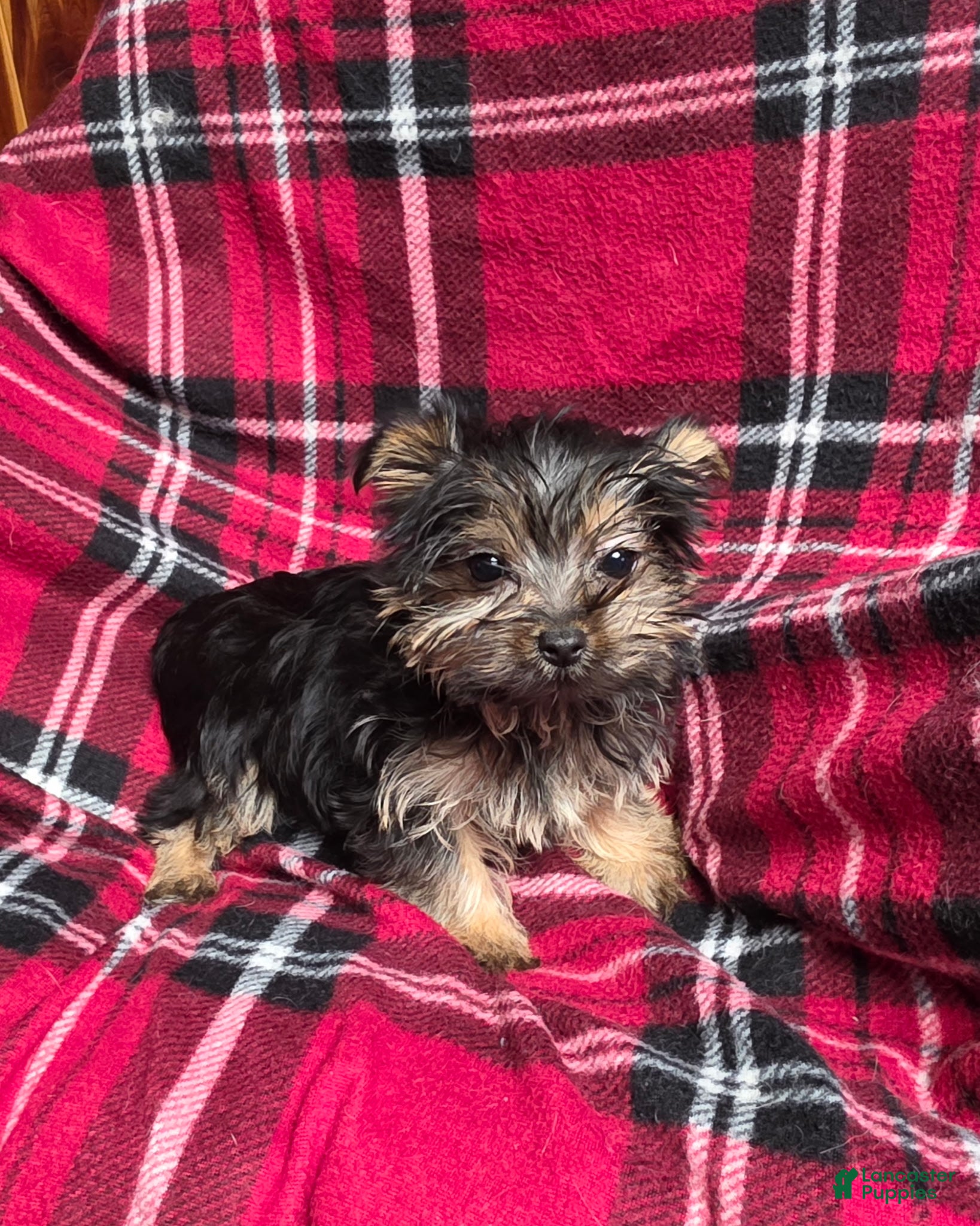 Yorkshire Terrier dogs Little one - Ad 31