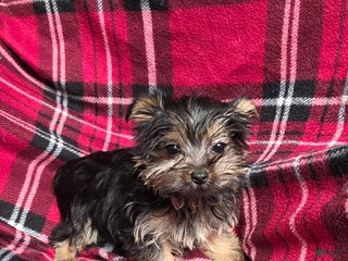 Yorkshire Terrier dogs Little one - Ad 31
