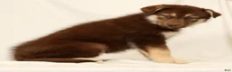 Gerberian Shepsky dogs for sale: Megan - Ad 2
