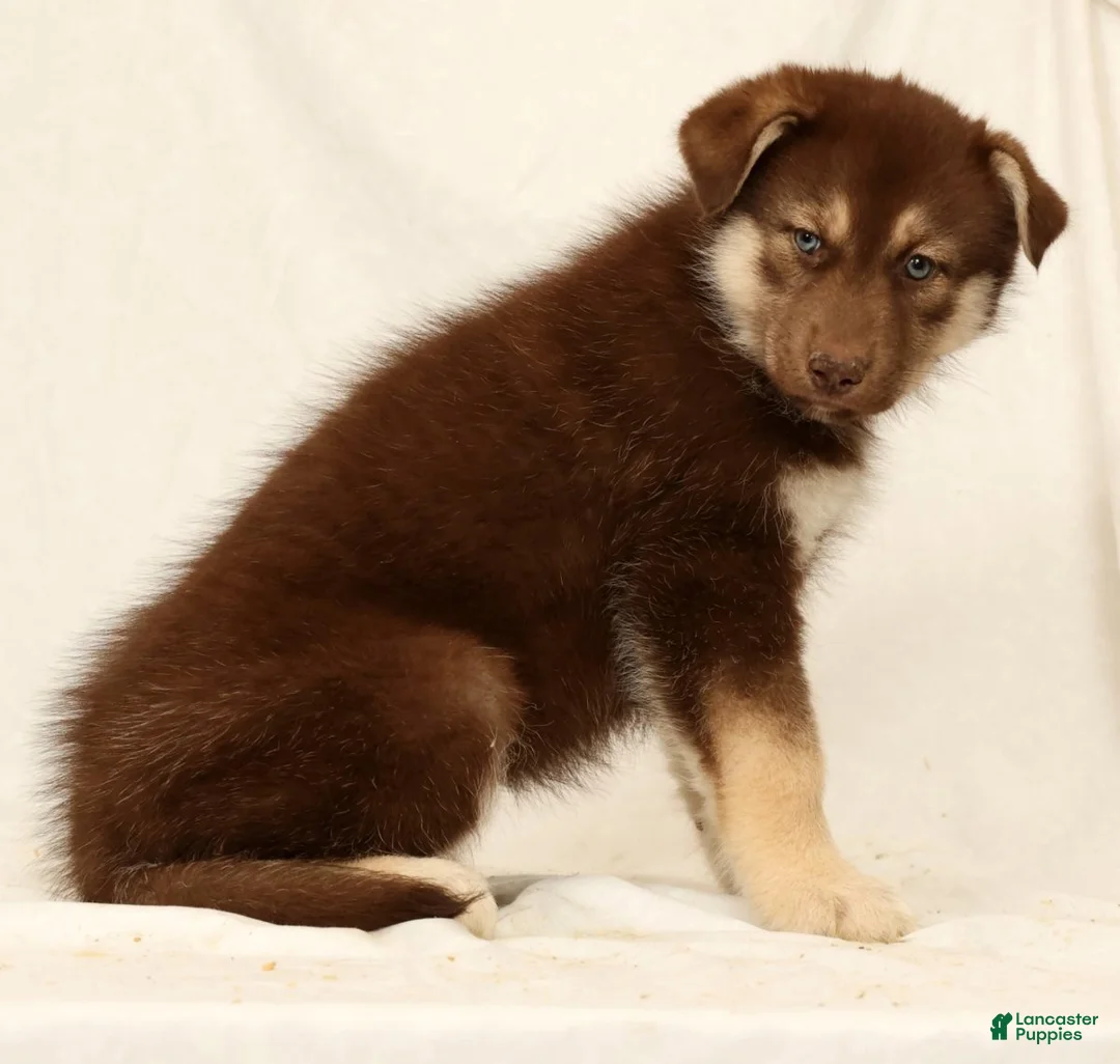Gerberian Shepsky dogs for sale: Megan - Ad 2