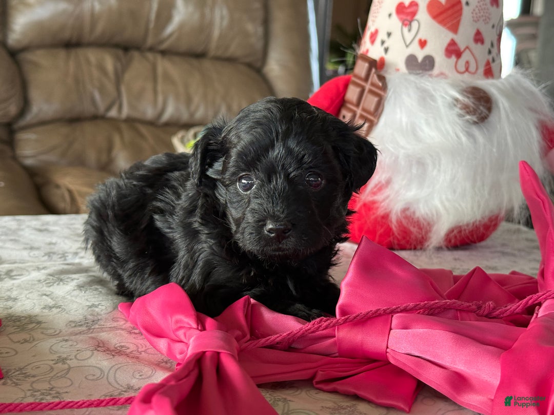 Yorkiepoo dogs for sale: Cinnamon  - Ad 2