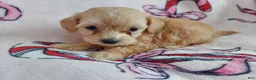 Maltipoo dogs for sale: Osiris---Maltipoo, in home raised, non-shedding - Ad 10