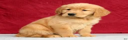Golden Retriever dogs for sale: Olive - Ad 2
