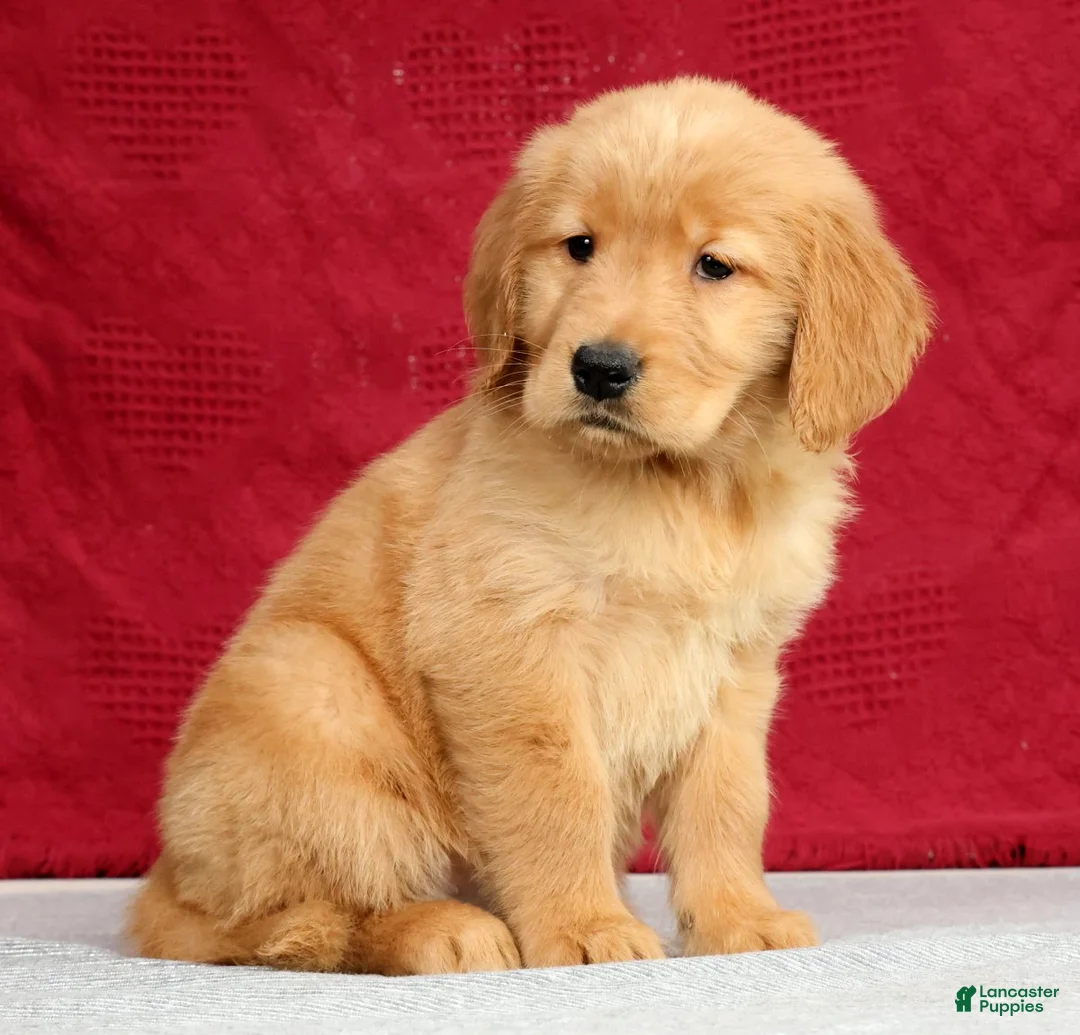 Golden Retriever dogs for sale: Olive - Ad 2