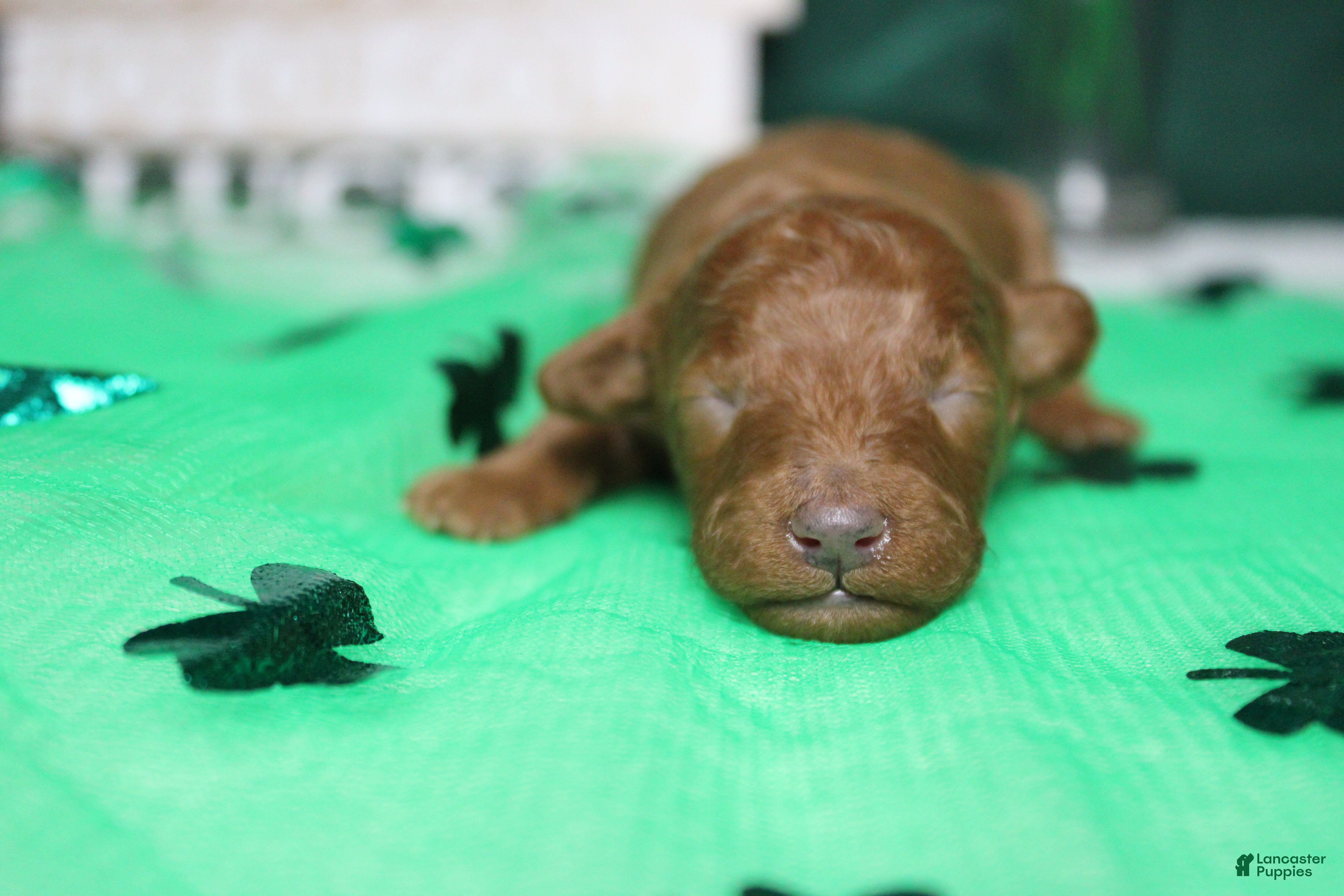 Miniature Poodle dogs De Anna - Ad 1