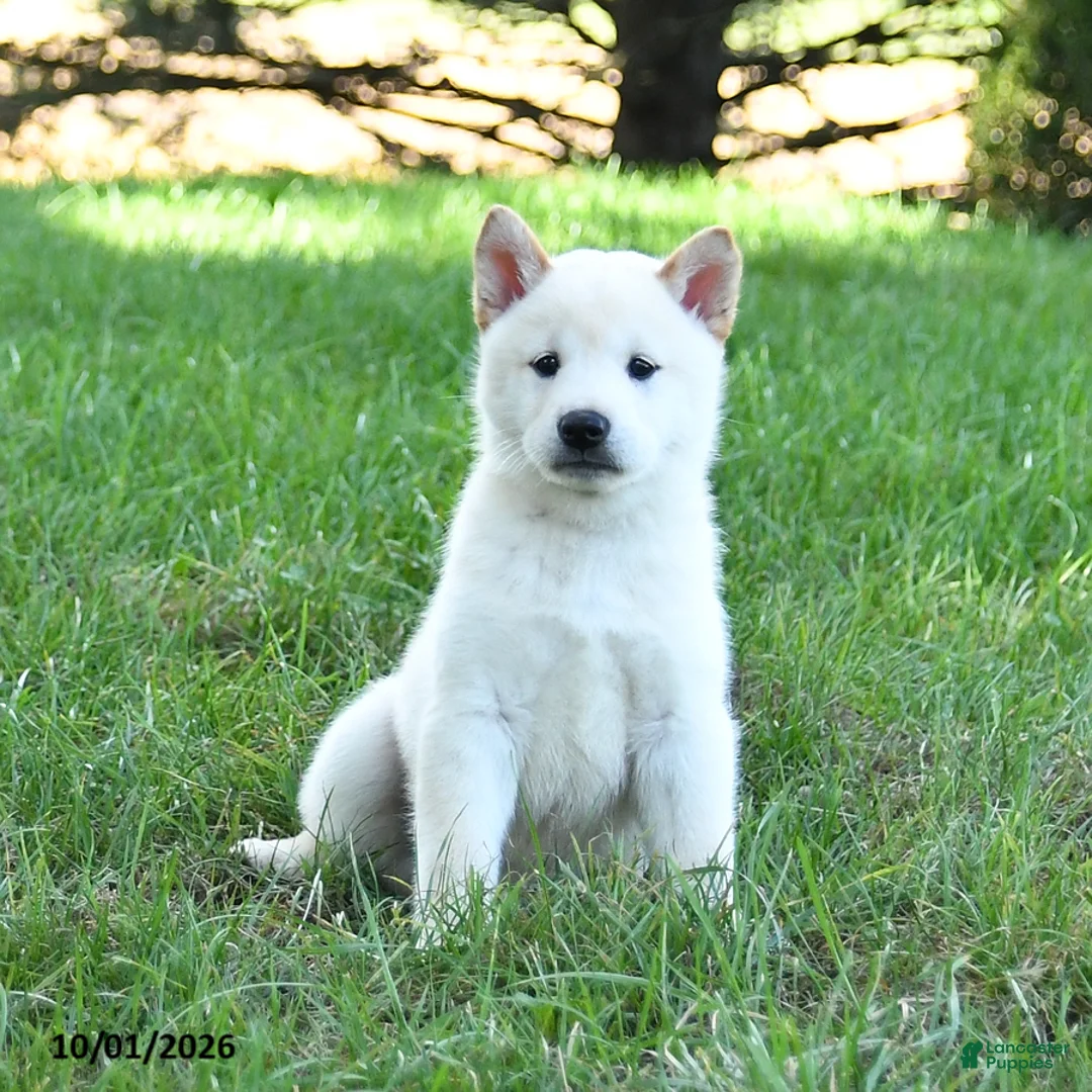 Shiba Inu dogs for sale: Gus - Ad 2