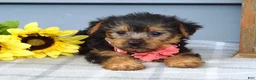 Yorkshire Terrier dogs for sale: Abby - Ad 3