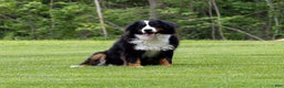 Bernese Mountain Dog dogs for sale: Caroline - Ad 6