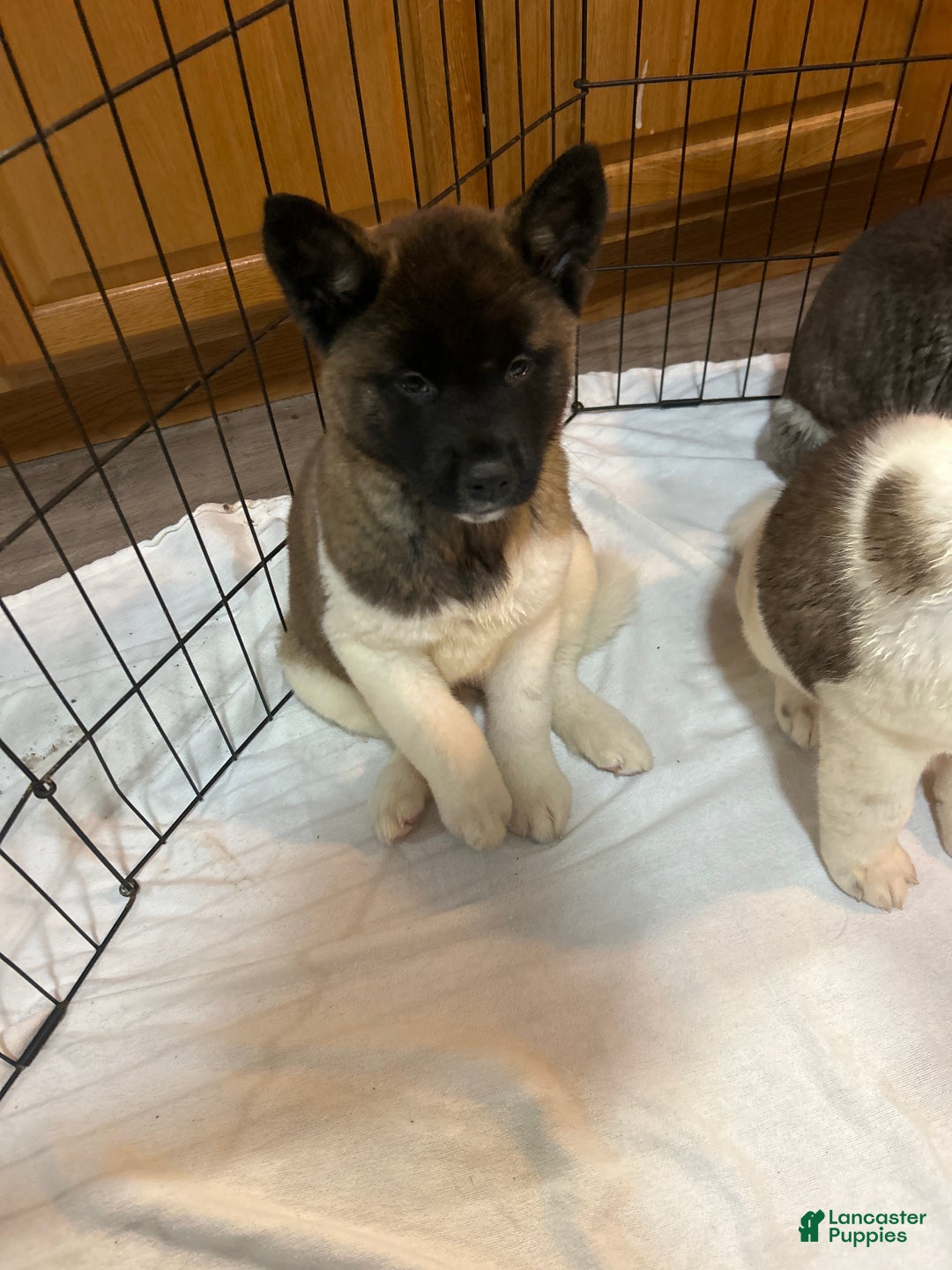 Akita dogs for sale: Akita Puppy 2 - Ad 1