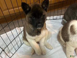 Akita dogs Akita Puppy 2 - Ad 9