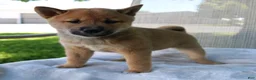 Shiba Inu dogs for sale: Lucky - Ad 8
