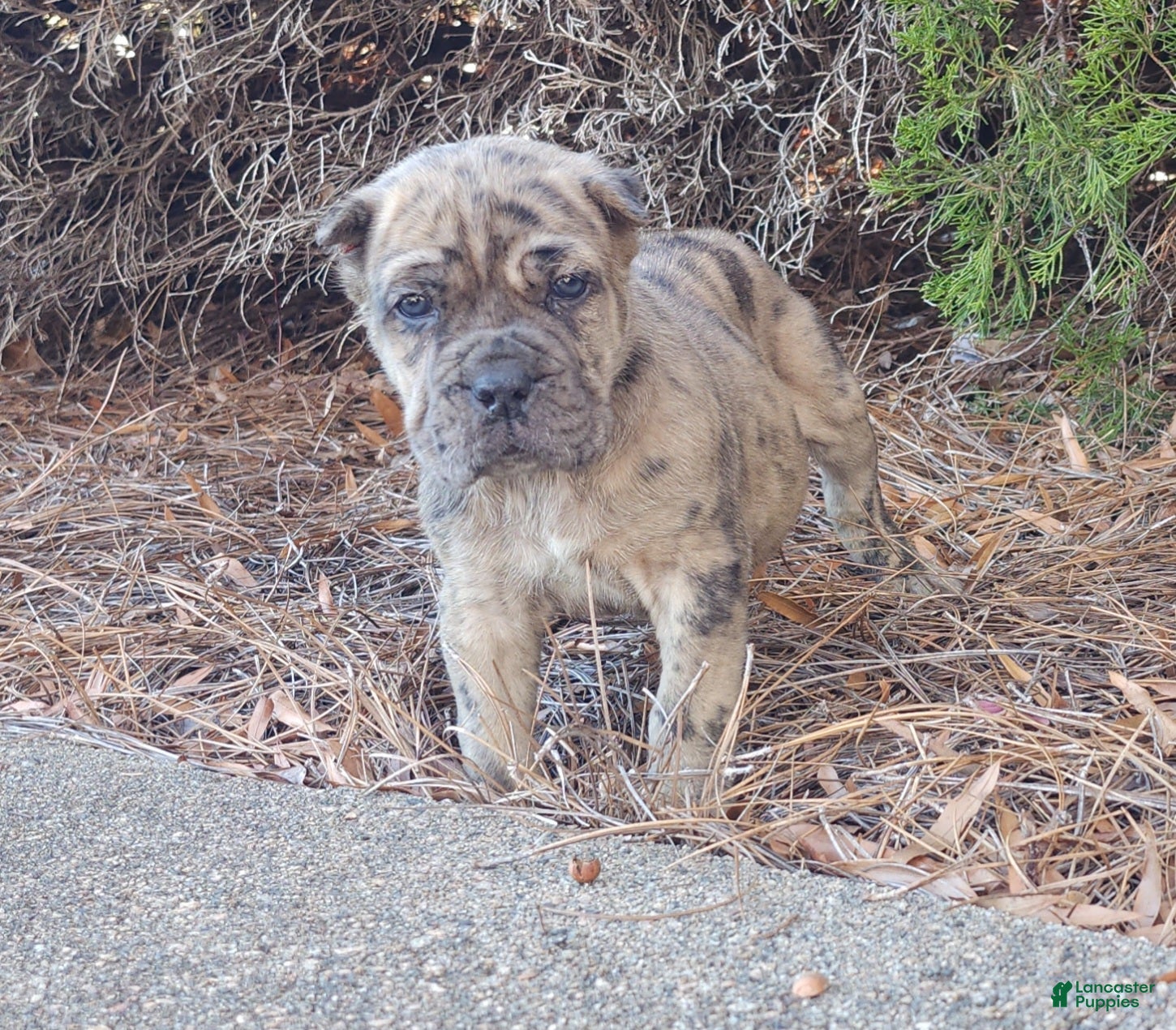 Cane Corso dogs Patches - Ad 42