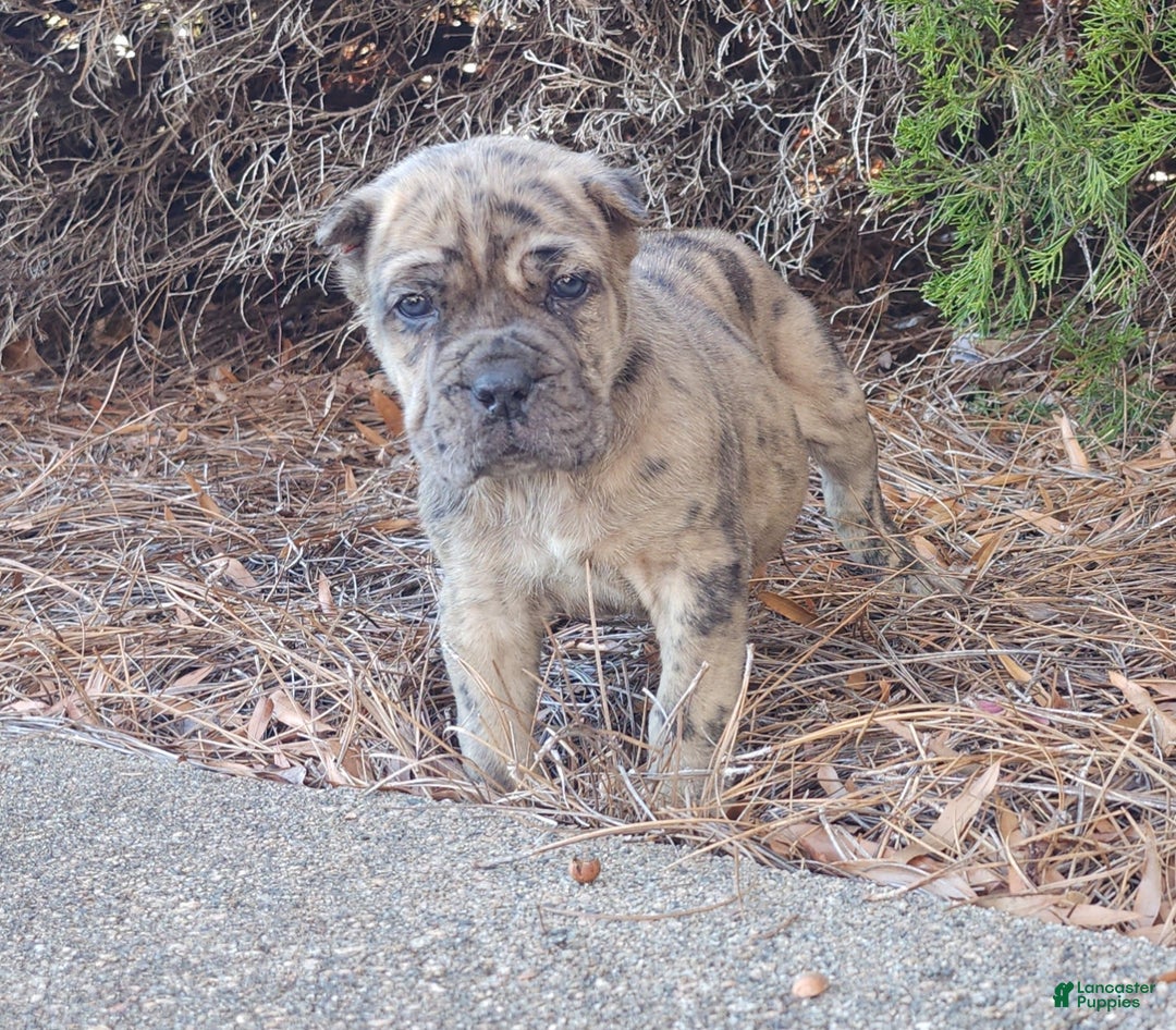 Cane Corso dogs for sale: Patches - Ad 1