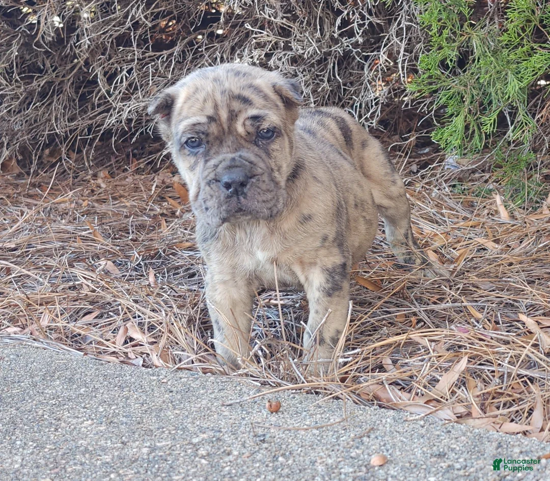 Cane Corso dogs for sale: Patches - Ad 1