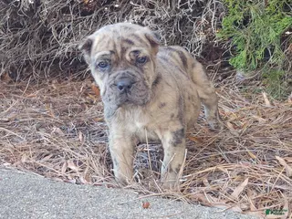 Cane Corso dogs Patches - Ad 34