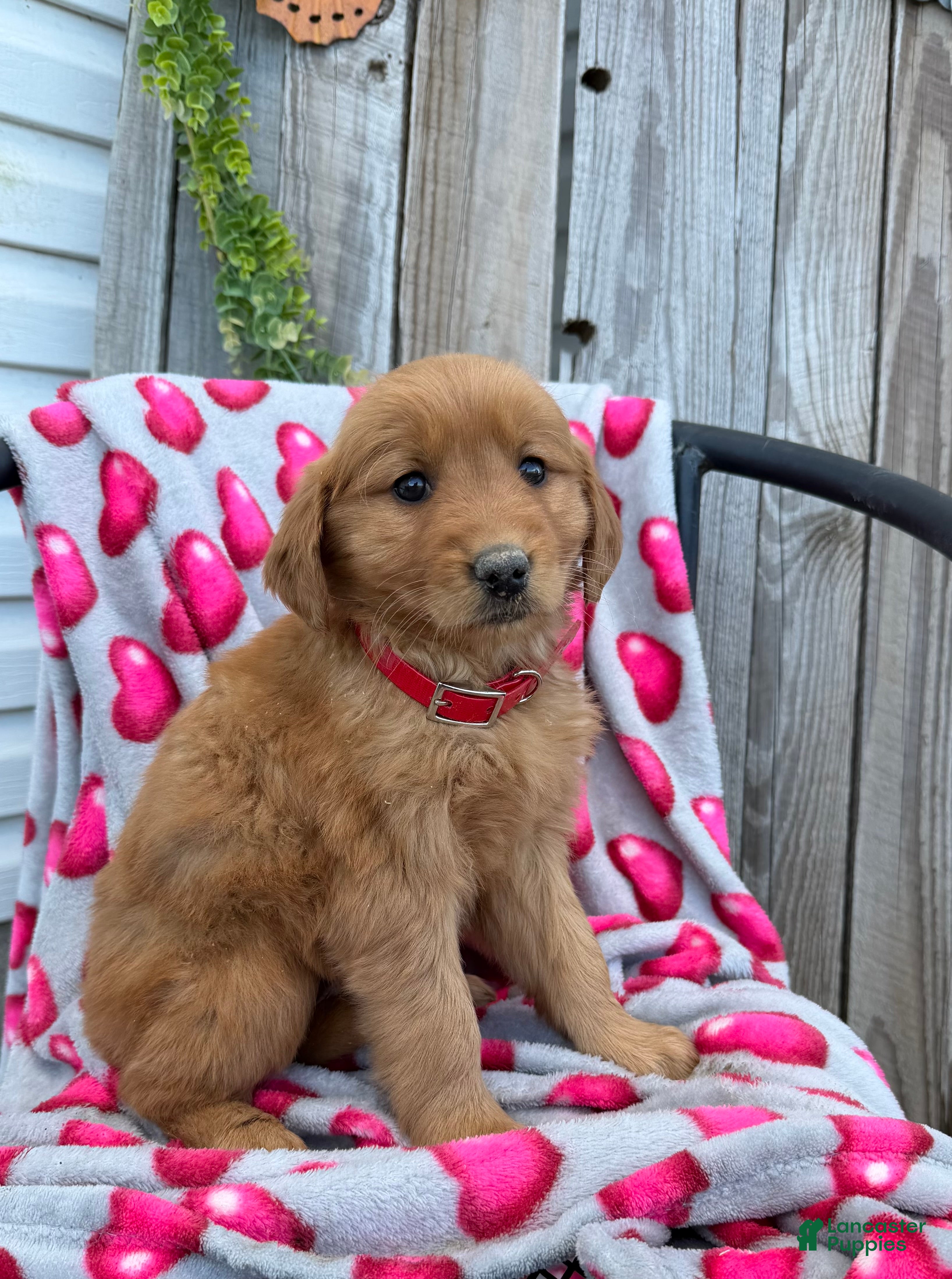 Golden Retriever dogs Ally - Ad 2