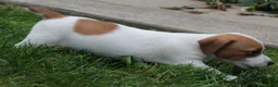 Jack Russell Terrier dogs for sale: Benji - Ad 5
