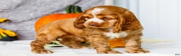 Cocker Spaniel dogs for sale: Polly - Ad 20
