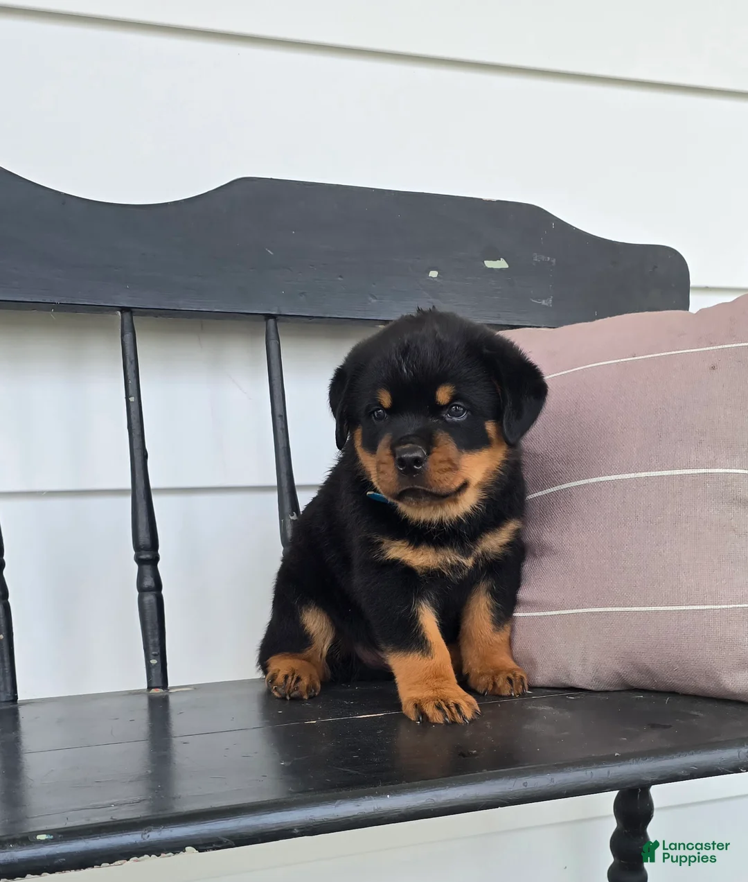Rottweiler dogs for sale: Tom  - Ad 2
