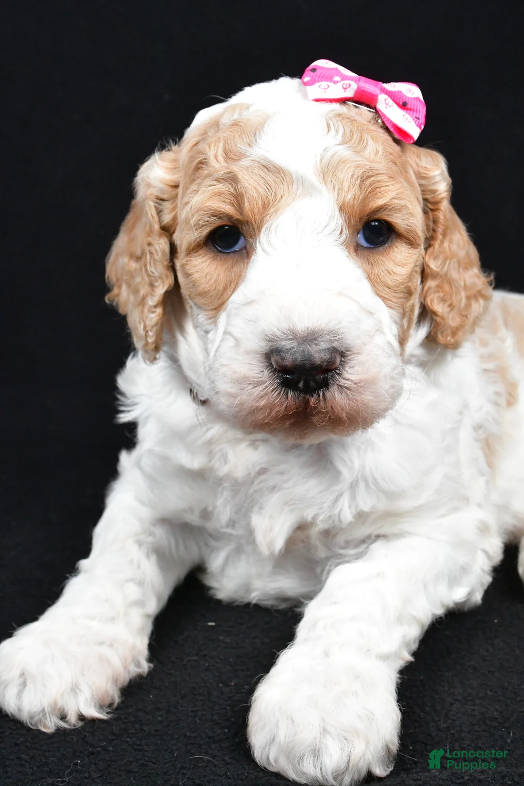 Standard Poodle dogs for sale: Faye - Ad 4