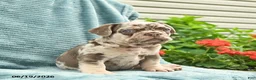 French Bulldog dogs for sale: Duke  - Ad 5