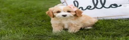 Mixed Breed dogs for sale: Tinker Bell Munchkin Bernedoodle - Ad 1