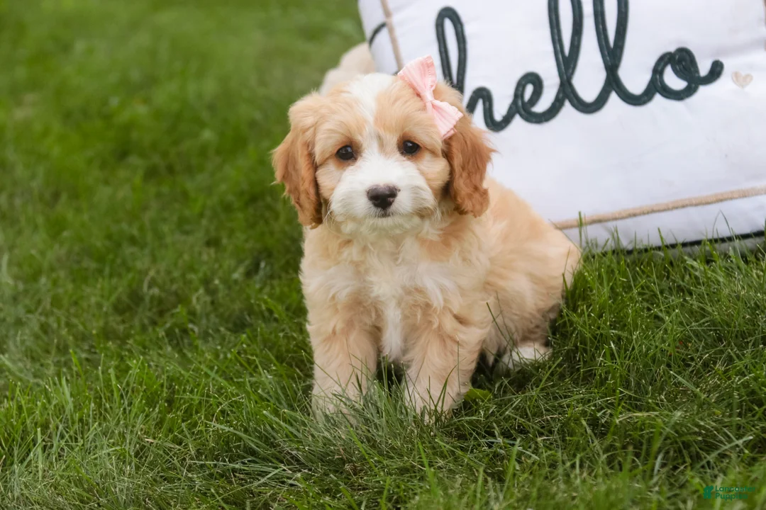 Mixed Breed dogs for sale: Tinker Bell Munchkin Bernedoodle - Ad 1