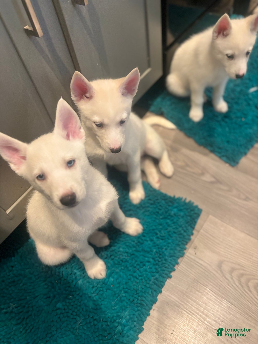 Pomsky dogs for sale: Biscuits  - Ad 8