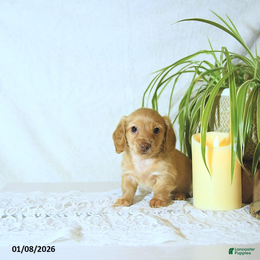 Miniature Dachshund dogs Conrad - Ad 16